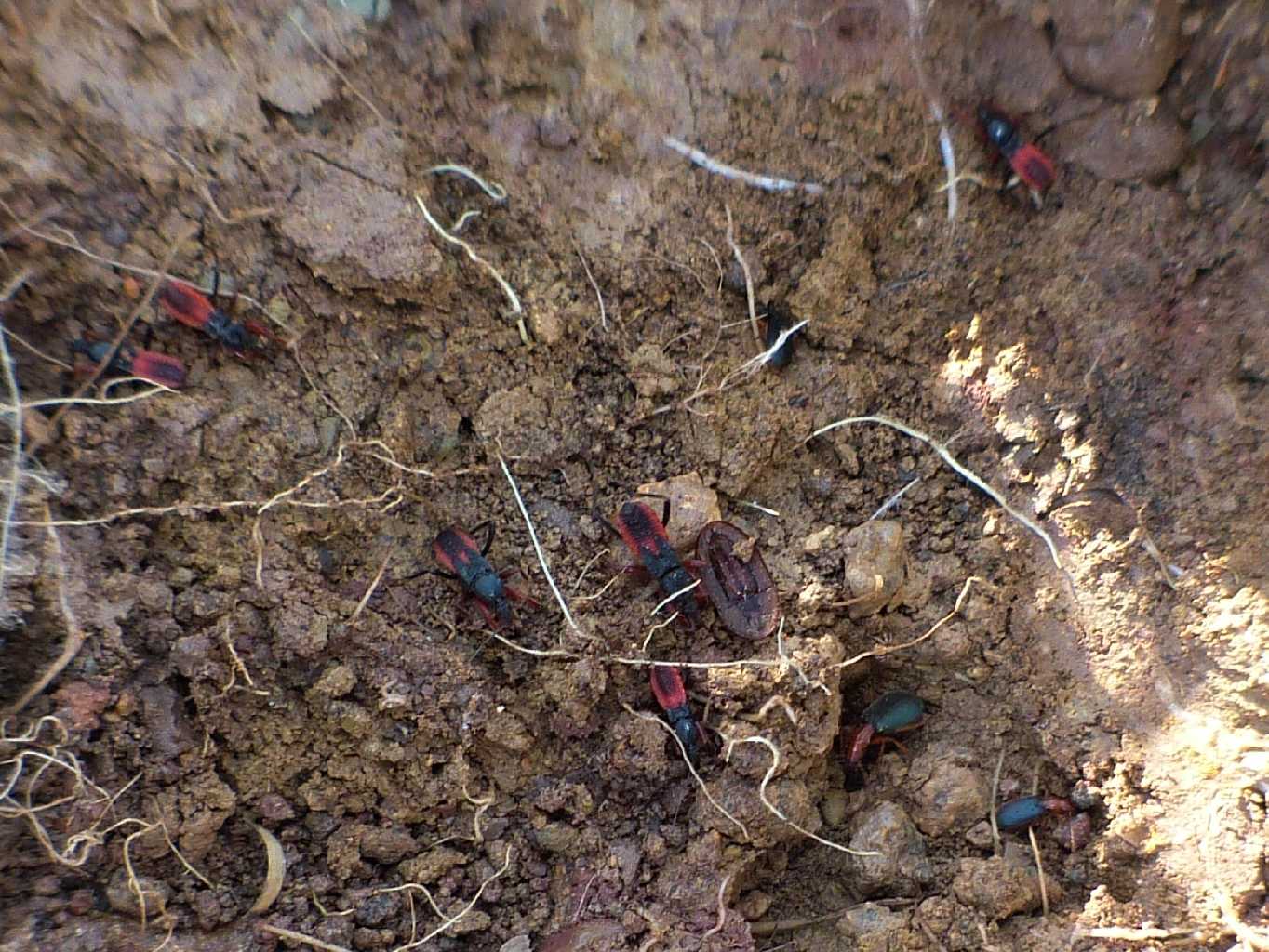 Reduviidae: Ectomocoris ululans, ninfe, del Lazio (Roma)